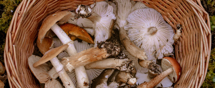 В Україні фіксують смертельні випадки отруєння грибами